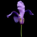 Img.VTax1073.ExN.Img8