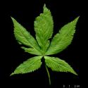 Img.VTax1073.ExN.Img9
