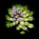 Img.VTax1148.ExN.Img7