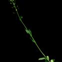 Img.VTax1165.ExN.Img7