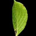 Img.VTax1485.ExN.Img9