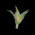 Img.VTax2383.ExN.Img2