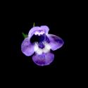 Img.VTax2476.ExN.Img5