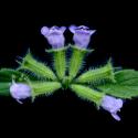 Img.VTax2476.ExN.Img7