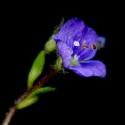 Img.VTax2653.ExN.Img4