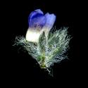 Img.VTax2667.ExN.Img7