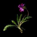 Img.VTax2726.ExN.Img14