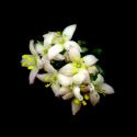 Img.VTax2837.ExN.Img8