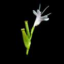 Img.VTax2891.ExN.Img6