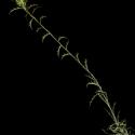 Img.VTax3195.ExN.Img6