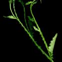 Img.VTax3210.ExN.Img8