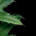 Img.VTax3213.ExN.Img4