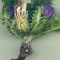 Img.VTax3226.ExN.Img3