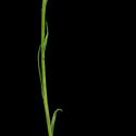 Img.VTax3254.ExN.Img6