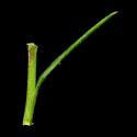 Img.VTax3254.ExN.Img9