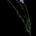 Img.VTax3270.ExN.Img5