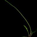 Img.VTax3314.ExN.Img3