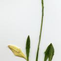 Img.VTax3315.ExN.Img7
