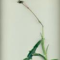 Img.VTax3356.ExN.Img4