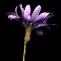 Img.VTax3365.ExN.Img6