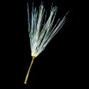 Img.VTax3367.ExN.Img7