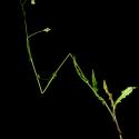Img.VTax3397.ExN.Img12