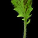 Img.VTax3405.ExN.Img6