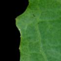 Img.VTax3416.ExN.Img5
