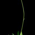 Img.VTax3466.ExN.Img3