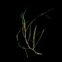 Img.VTax3484.ExN.Img1