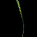 Img.VTax3484.ExN.Img6