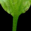 Img.VTax3488.ExN.Img7