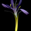 Img.VTax3525.ExN.Img8