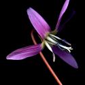 Img.VTax3535.ExN.Img6