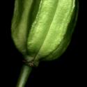 Img.VTax3543.ExN.Img4