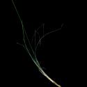 Img.VTax3580.ExN.Img7