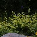 Img.VTax3590.ExN.Img7
