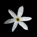 Img.VTax3616.ExN.Img9