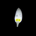 Img.VTax362.ExN.Img8