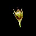Img.VTax3666.ExN.Img16