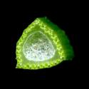 Img.VTax3759.ExN.Img7