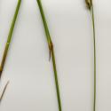 Img.VTax3831.ExN.Img2
