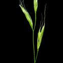 Img.VTax3834.ExN.Img6
