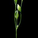 Img.VTax3835.ExN.Img8
