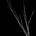 Img.VTax3861.ExN.Img3
