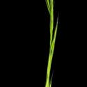 Img.VTax3884.ExN.Img11