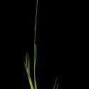 Img.VTax3884.ExN.Img3