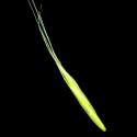 Img.VTax3885.ExN.Img1