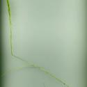 Img.VTax3885.ExN.Img4