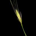 Img.VTax3885.ExN.Img5